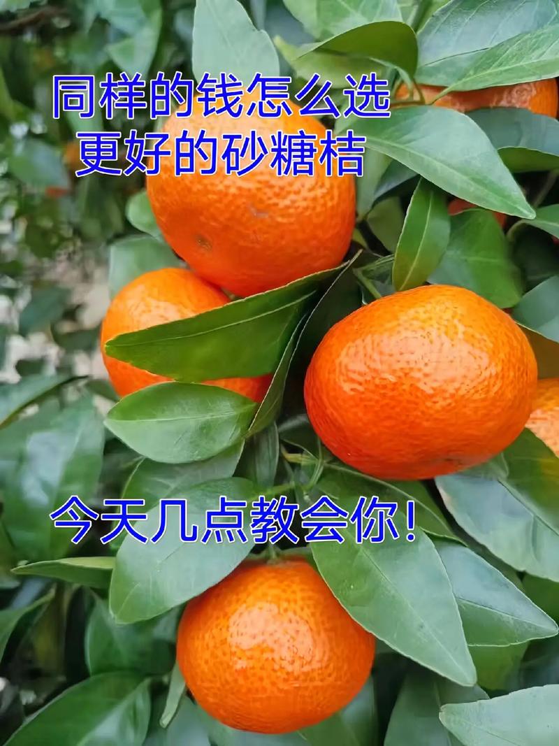 選對(duì)砂糖橘，迎接甜蜜新年好運(yùn)